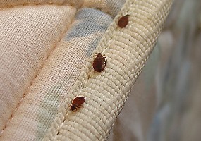 bugs_in_bed_010